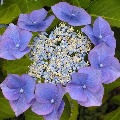 Hydrangea macrophylla Blaumeise (Bluetit)
