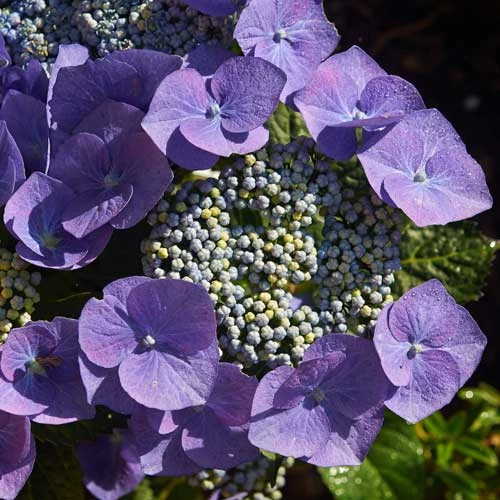 Hydrangea macrophylla Blaumeise (Bluetit)