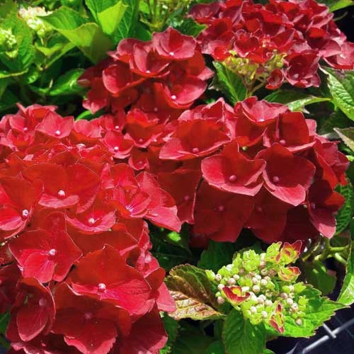 Hydrangea macrophylla Red Baron