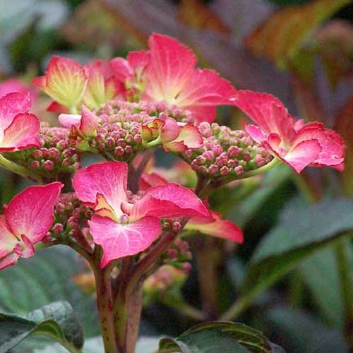Hydrangea macrophylla Selina
