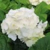 Hydrangea Macrophylla Shakira®