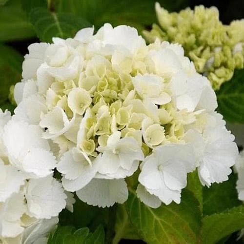 Hydrangea macrophylla Shakira®