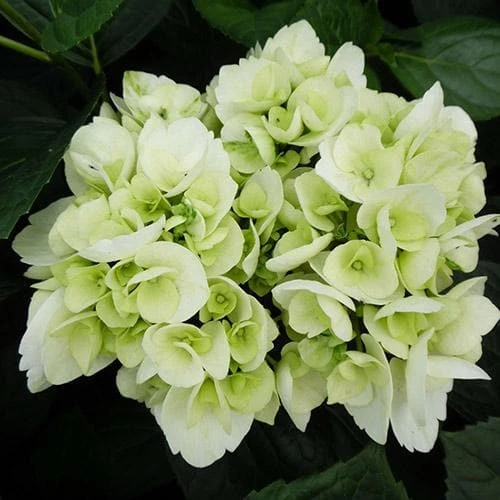 Hydrangea macrophylla Shakira®