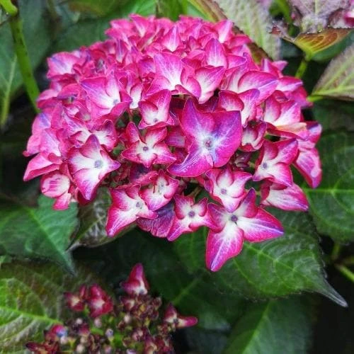 Hydrangea macrophylla Red Angel Purple