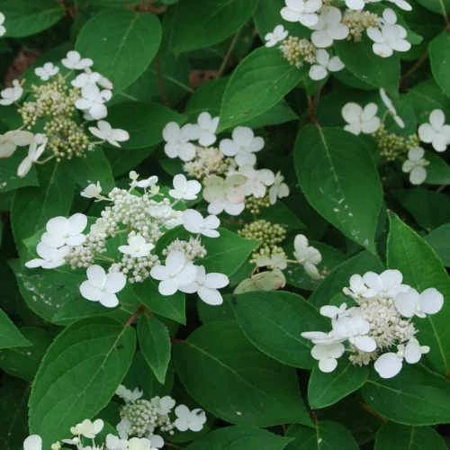 Hydrangea paniculata Dharuma