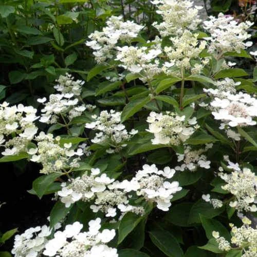 Hydrangea paniculata Dharuma