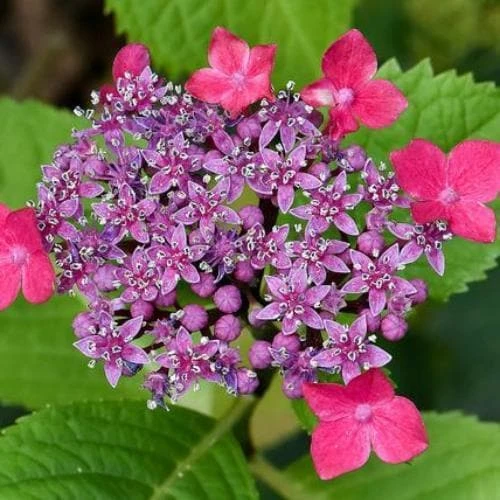 Hydrangea macropylla Teller Red