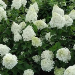 Hydrangea Paniculata Silver Dollar