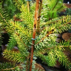 Picea Omorika Aurea