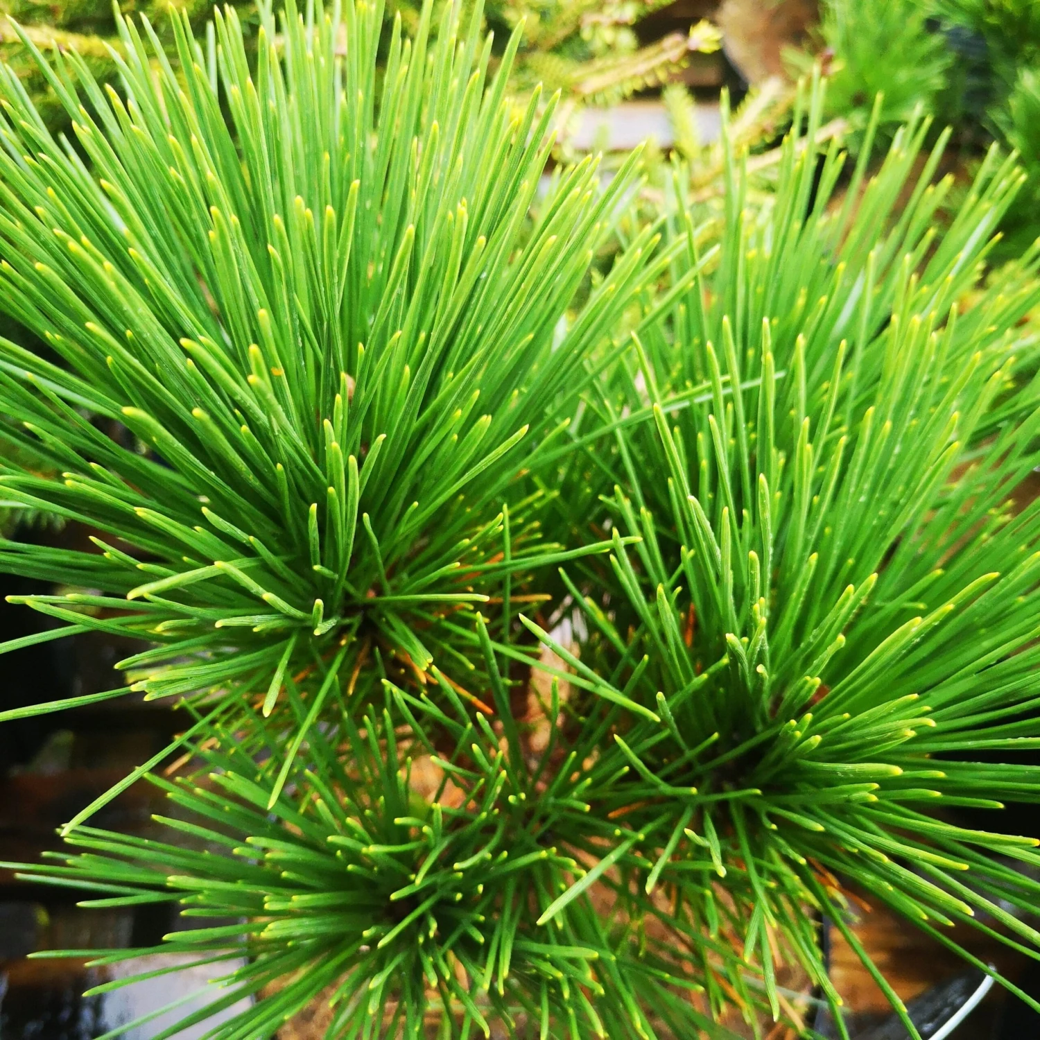 Pinus thunbergii Thunderhead