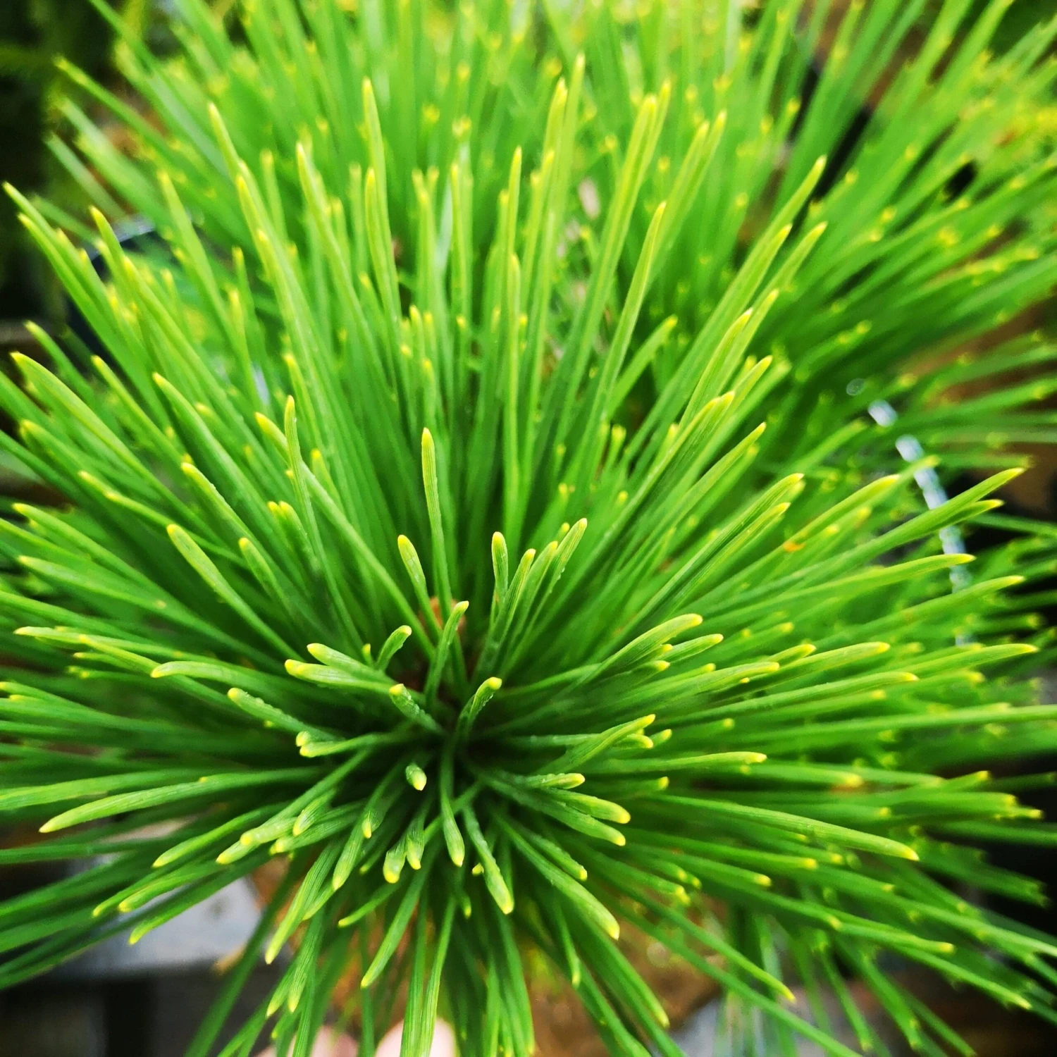 Pinus thunbergii Thunderhead
