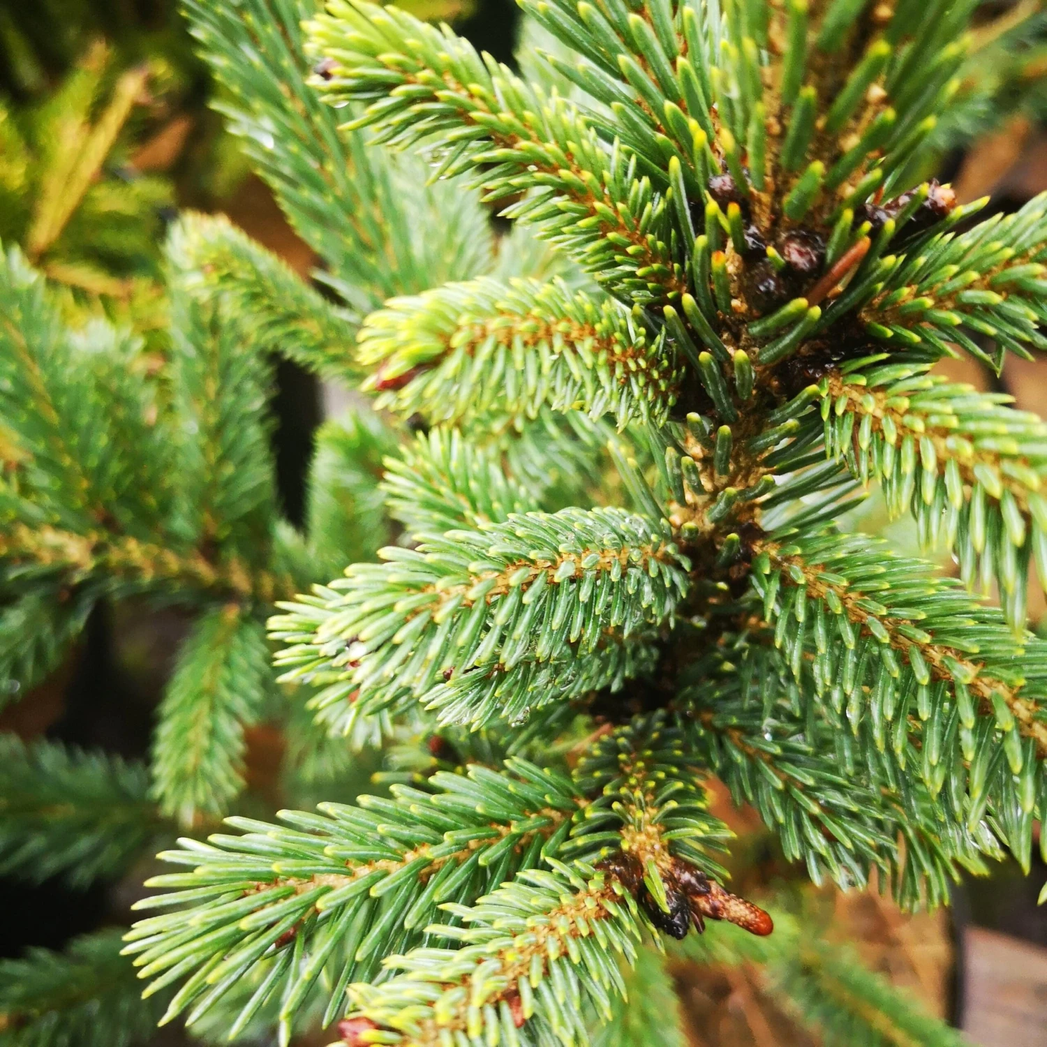 Picea likiangensis var. rubescens