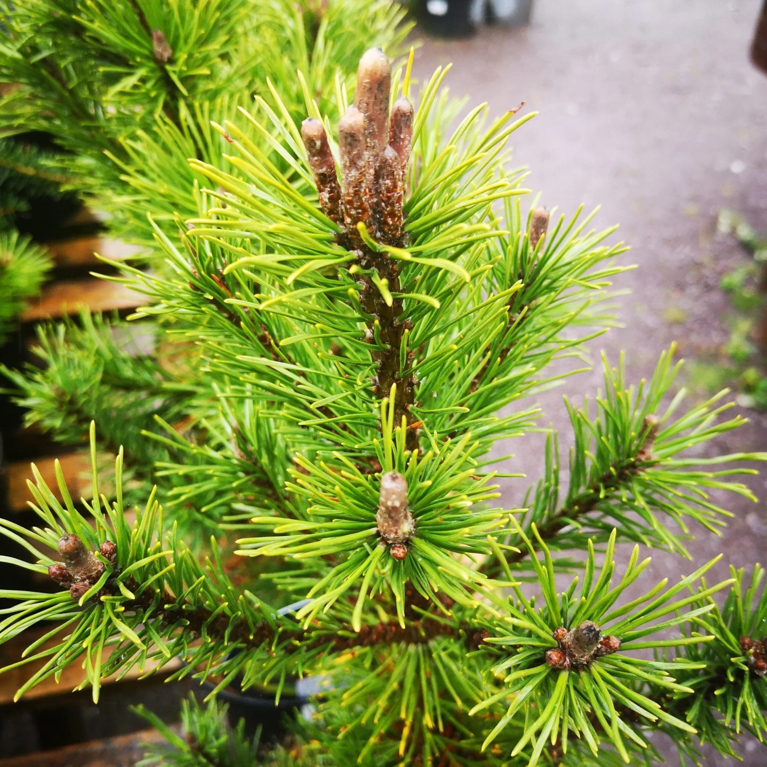 Pinus mugo Arpad