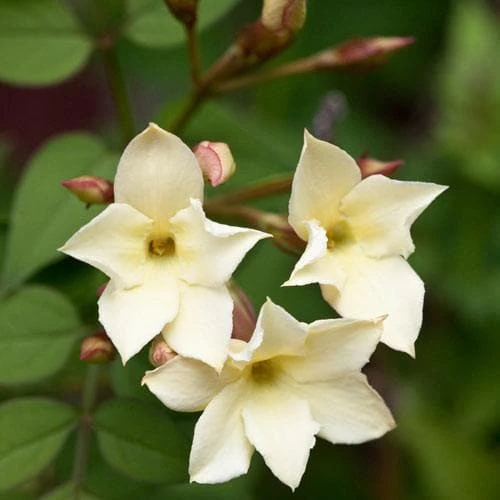 Jasminum officianale Clotted Cream