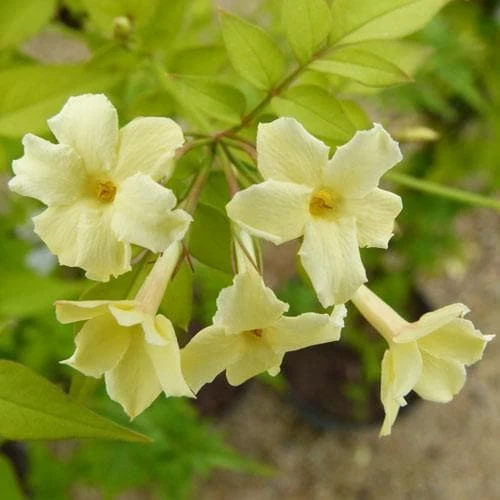 Jasminum officianale Clotted Cream