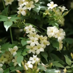 Jasminum Officianale Clotted Cream