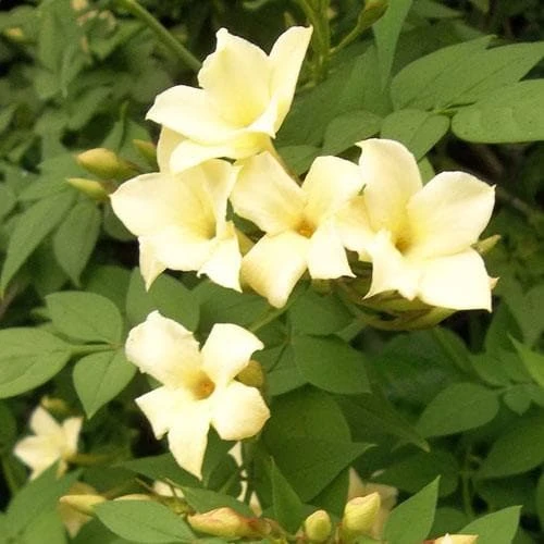 Jasminum officianale Clotted Cream