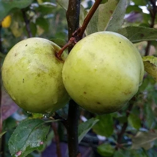 Apple Keegan’s Crab