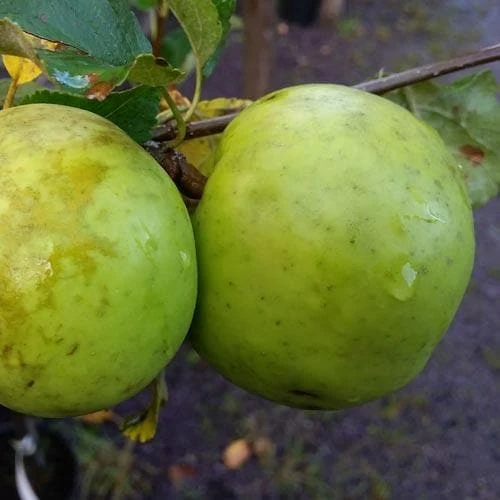 Apple Keegan’s Crab