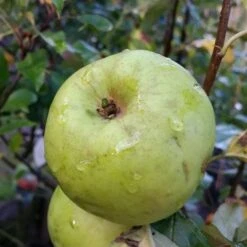 Apple Keegan’s Crab