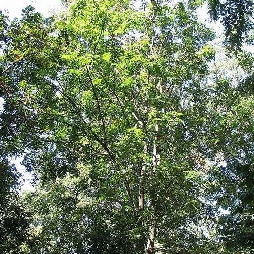Koelreuteria bipinnata - Chinese Flame Tree