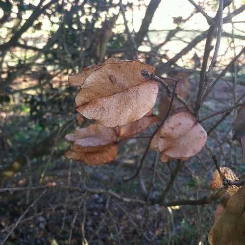 Koelreuteria bipinnata - Chinese Flame Tree
