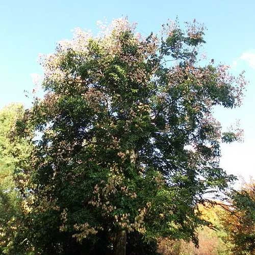 Koelreuteria bipinnata - Chinese Flame Tree