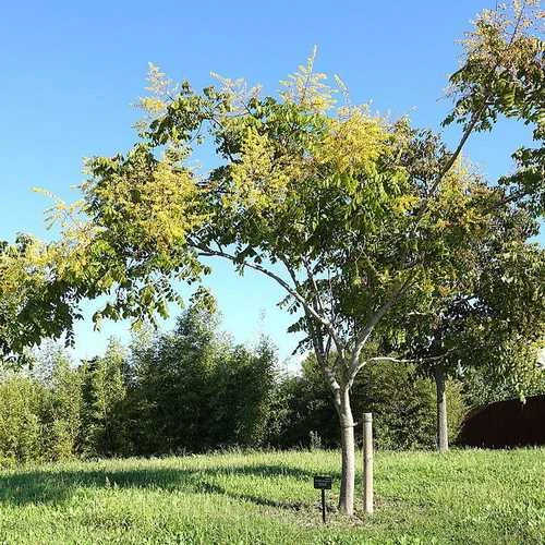 Koelreuteria bipinnata - Chinese Flame Tree