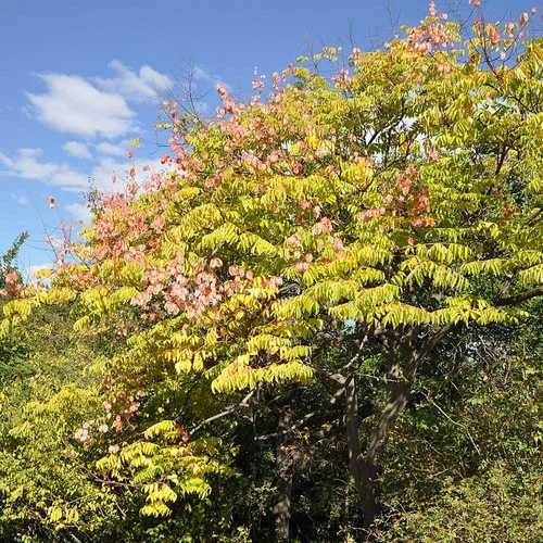 Koelreuteria bipinnata - Chinese Flame Tree