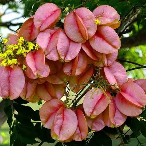 Koelreuteria bipinnata - Chinese Flame Tree