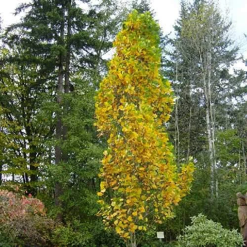 Liriodendron tulipifera Fastigata - Columnar Tulip Tree