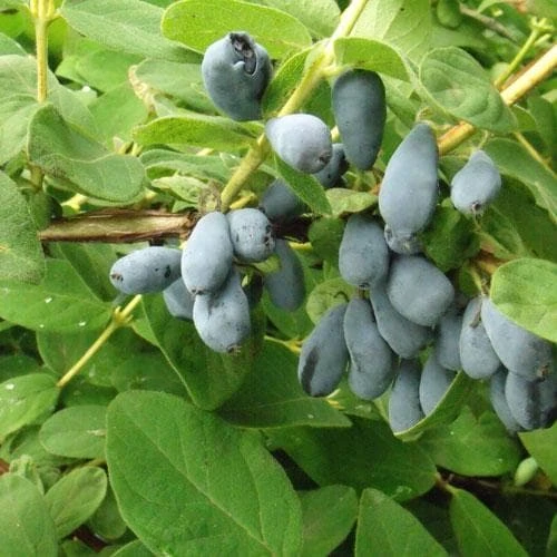 Honeyberry - Lonicera caerulea var. Kamtschatica