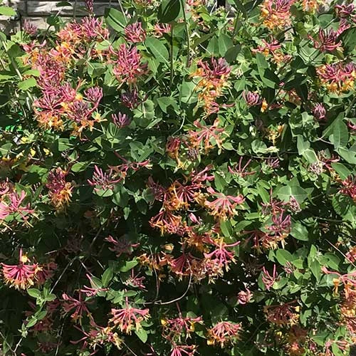 Lonicera x heckrottii Gold Flame