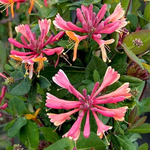 Lonicera x heckrottii Gold Flame