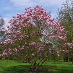 Magnolia Liliiflora X Campbellii Star Wars