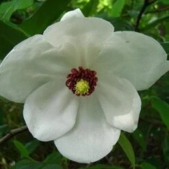 Magnolia Wilsonii