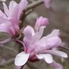 Magnolia X Loebneri Leonard Messel