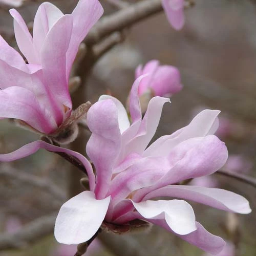 Magnolia x loebneri Leonard Messel