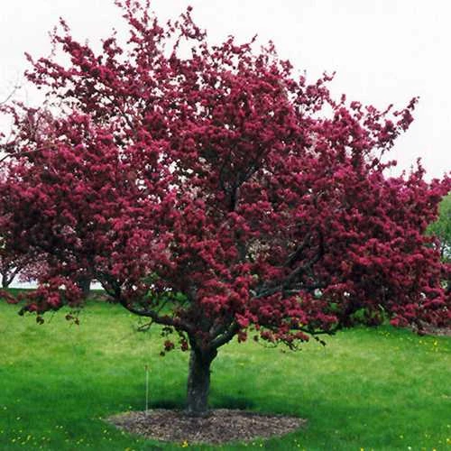 Malus x moerslandii Profusion Improved - Flowering Crab apple