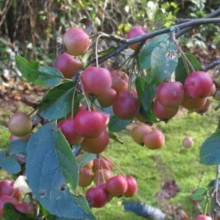 Malus X Robusta Red Sentinel - Flowering Crab Apple