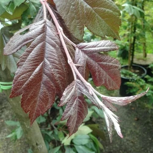 Malus x moerslandii Profusion Improved - Flowering Crab apple