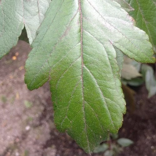 Malus x moerslandii Profusion Improved - Flowering Crab apple