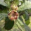Medlar Brabant Giant