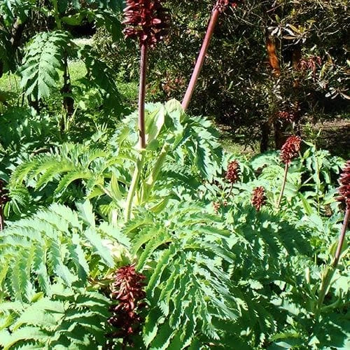 Melianthus major