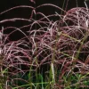 Miscanthus Sinensis Malepartus