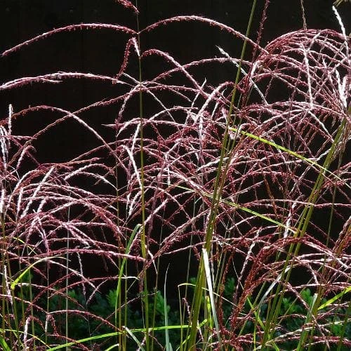 Miscanthus sinensis Malepartus