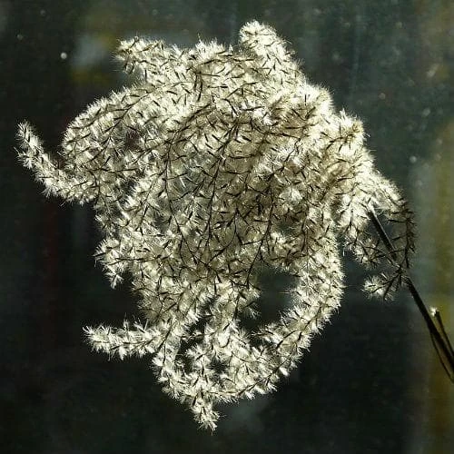 Miscanthus sinensis Malepartus