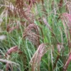 Miscanthus Sinensis Red Cloud
