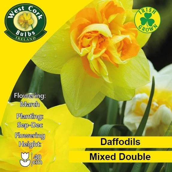 Daffodil - Mixed Double