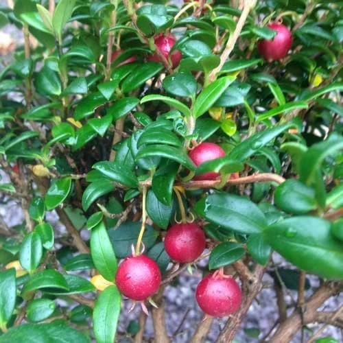 Myrtus ugni- Chilean guava